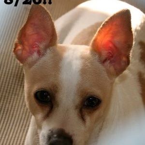 Meet your Posher, Heidi